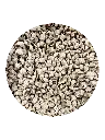 conchiglis.webp